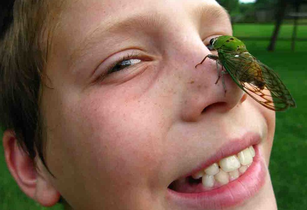 A cicado perched on the nose of a smiling, young boy.