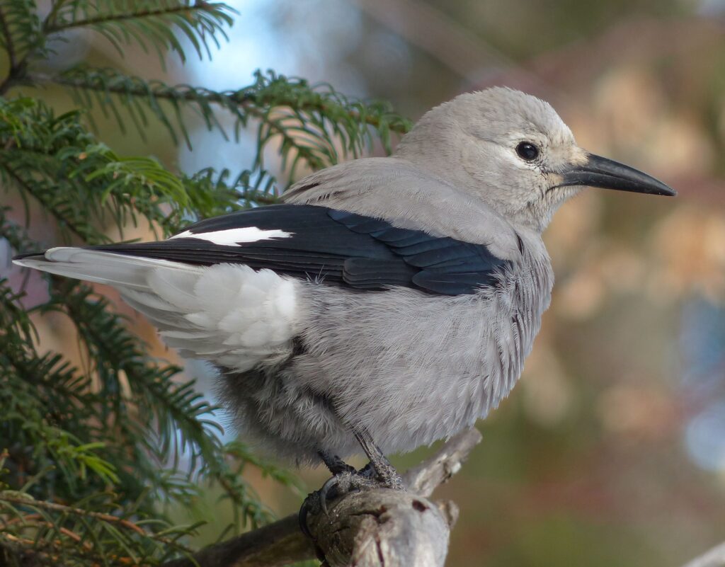 A Clark's Nutcracker is perched on a tree branch, as seen from the back.