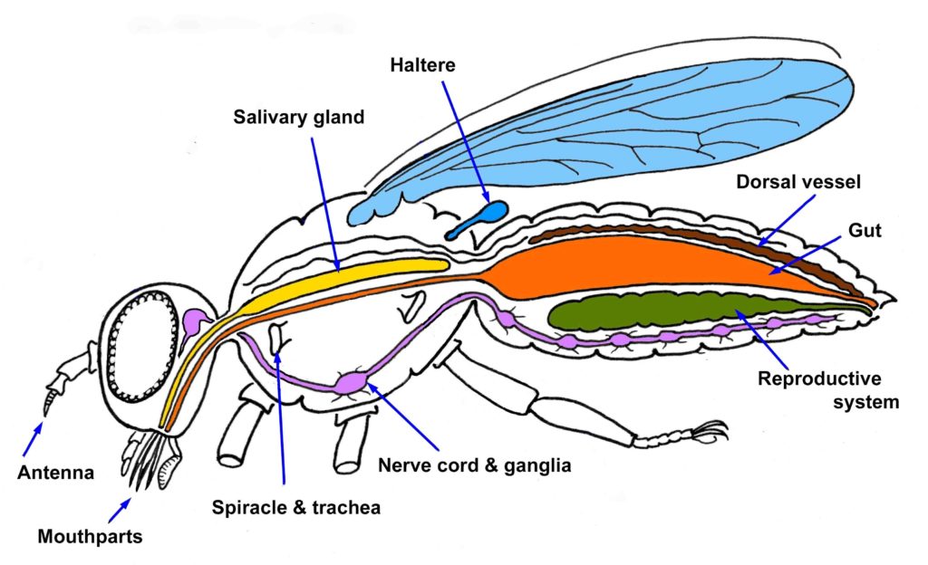 Illustration of a fly's internal anatomy with labels pointing to different organs.