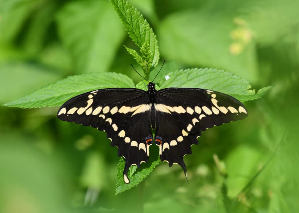 Giant Swallowtail as seen from the top side of wings, clinging to a green plant.