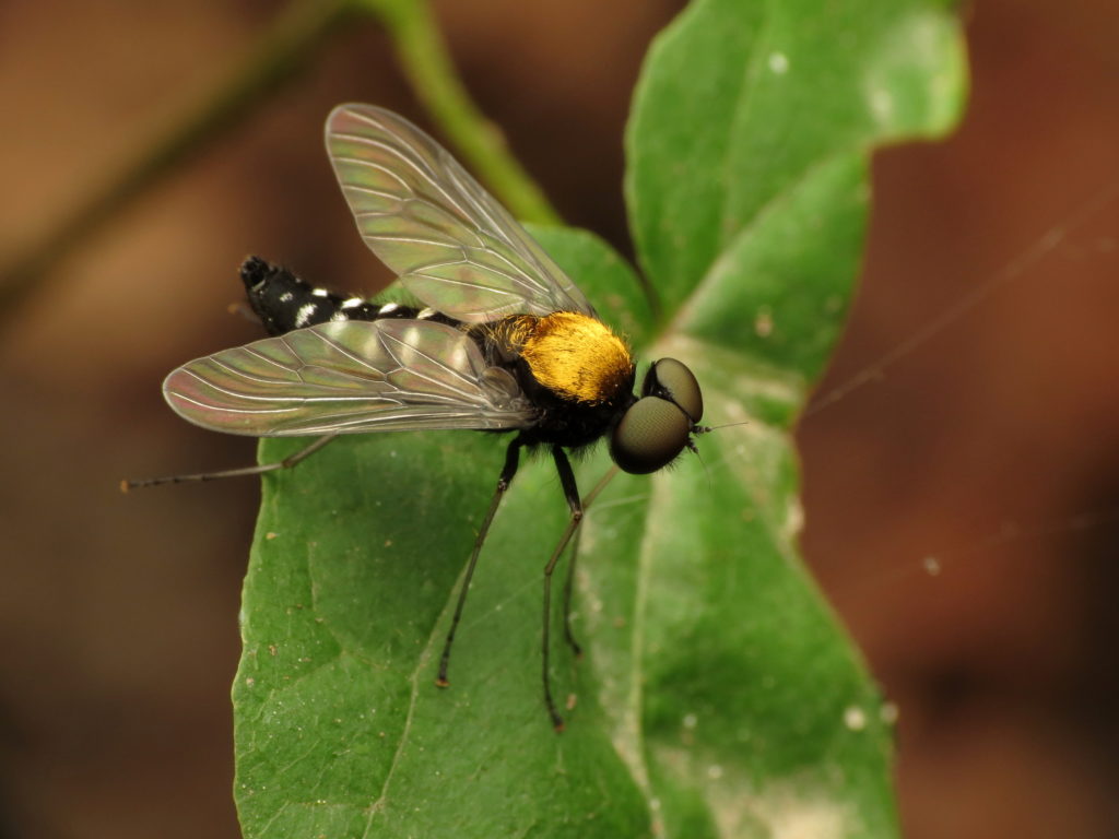 Golden-backed Snipe Fly, which has a beautiful golden thorax, standing on a green leaf.