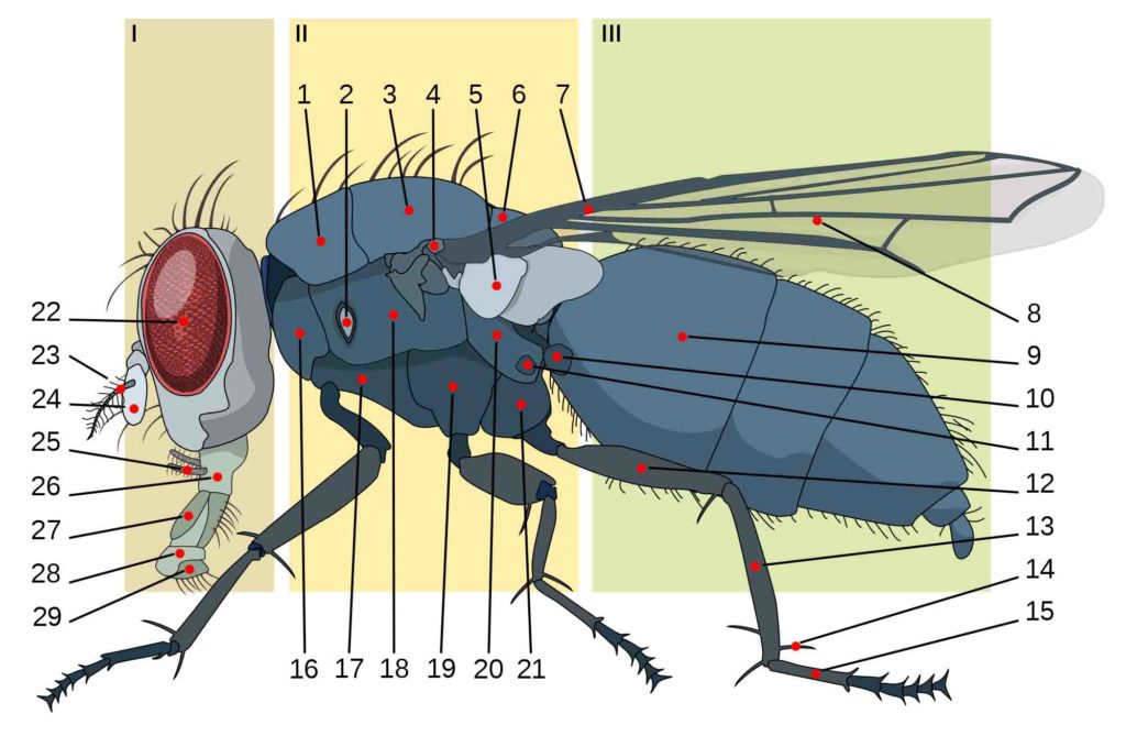 Illustration of a fly with arrow pointing to different parts of the external anatomy.