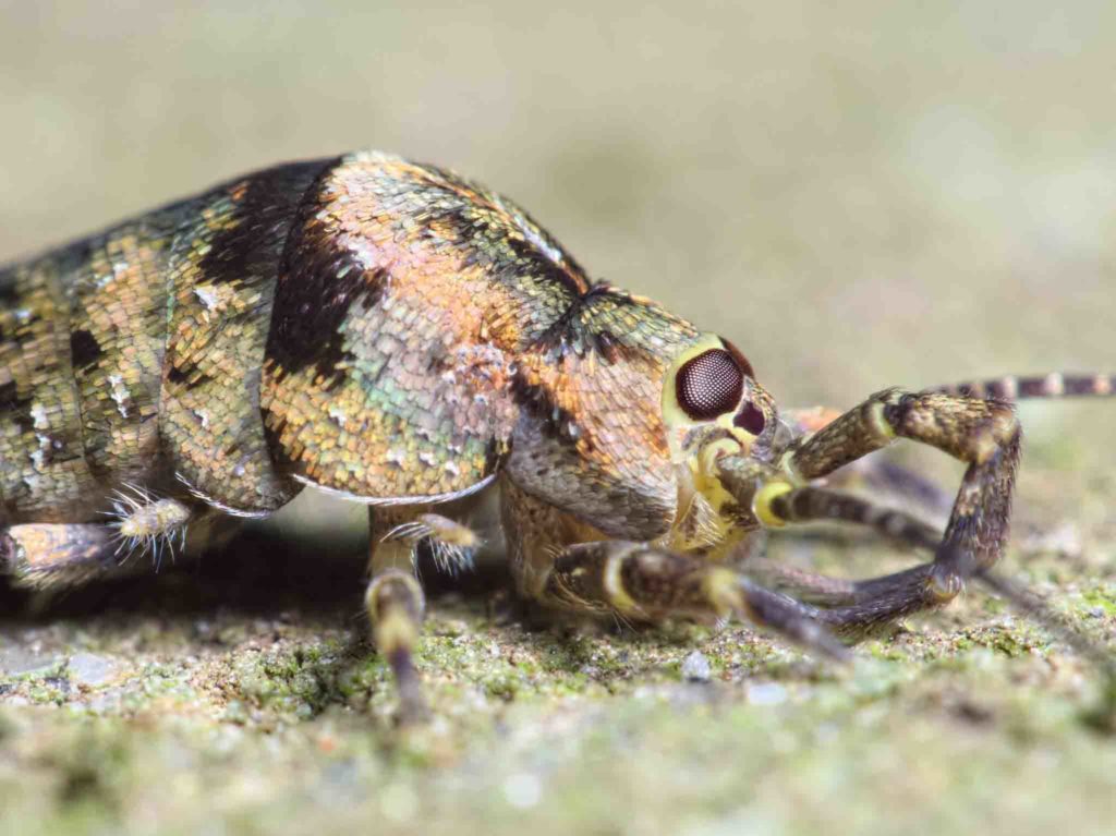 Close up of a jumping bristletail, side view.