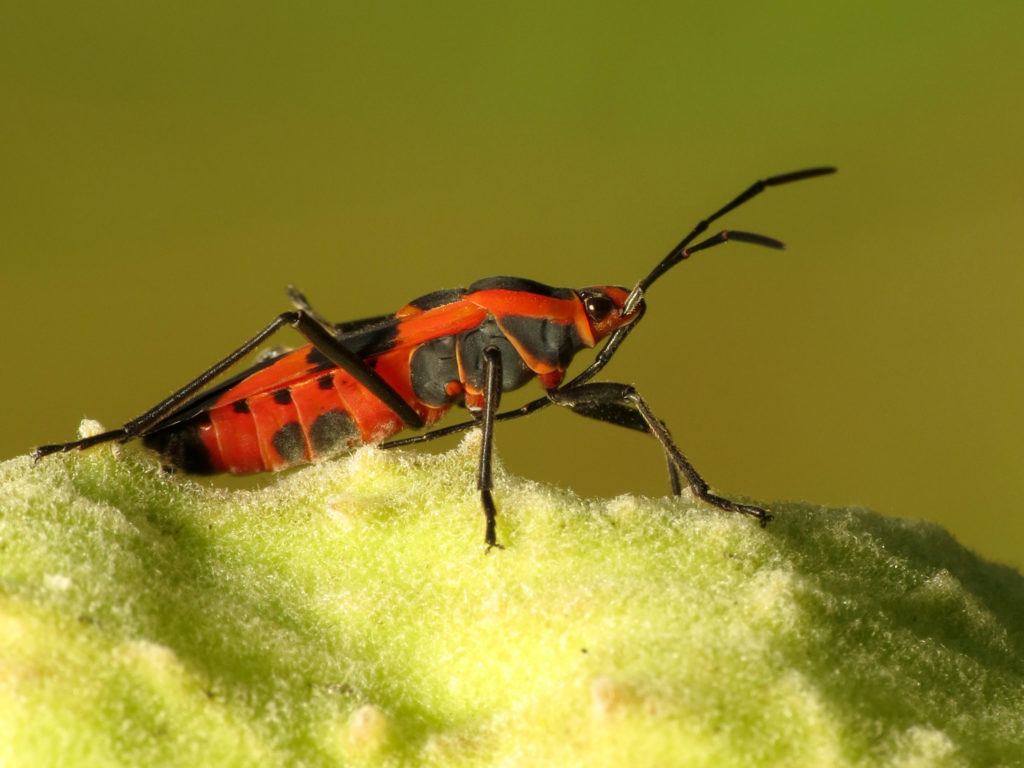 Large Milkweed Bug standing on leafy surface.