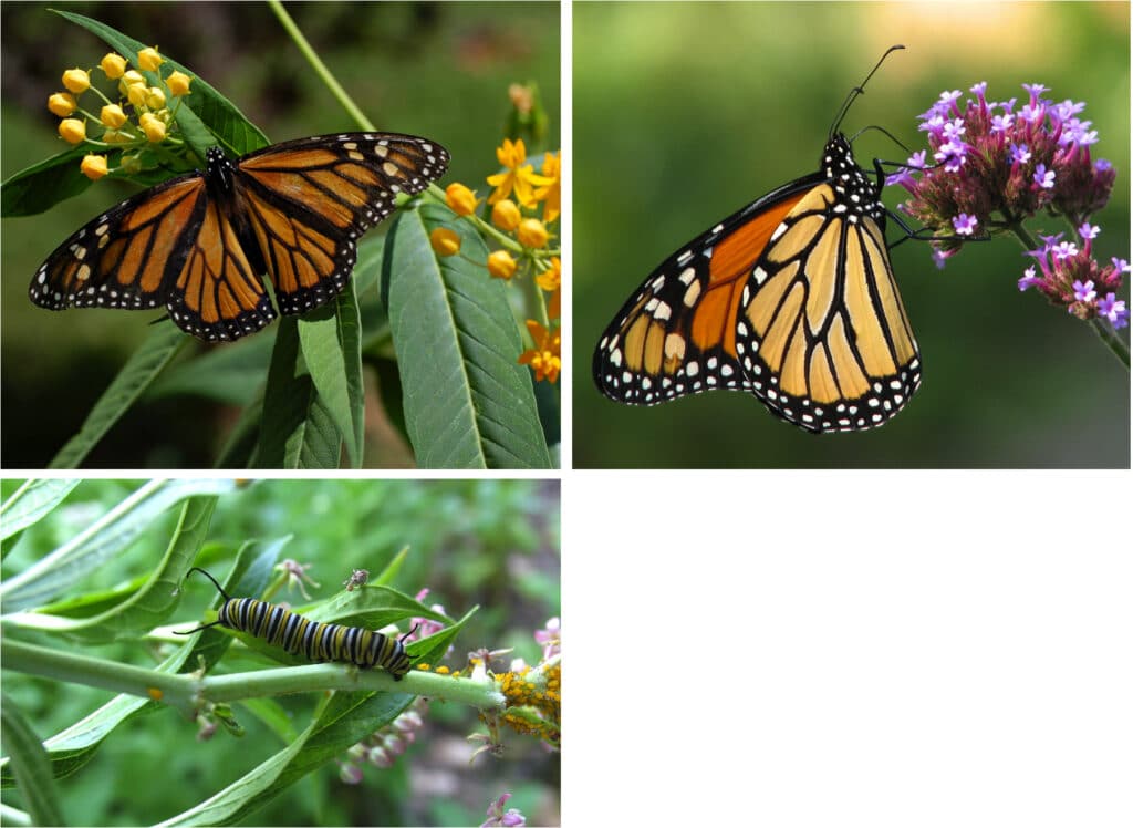 A composite of three images: a Monarch as viewed from above, the side, and a larva on a green plant.