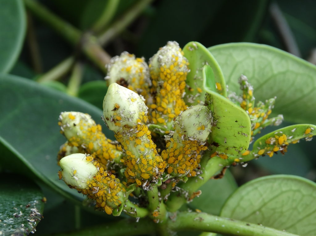 Dozens of bright-yellow Oleander Aphids on several milkweed plant buds.