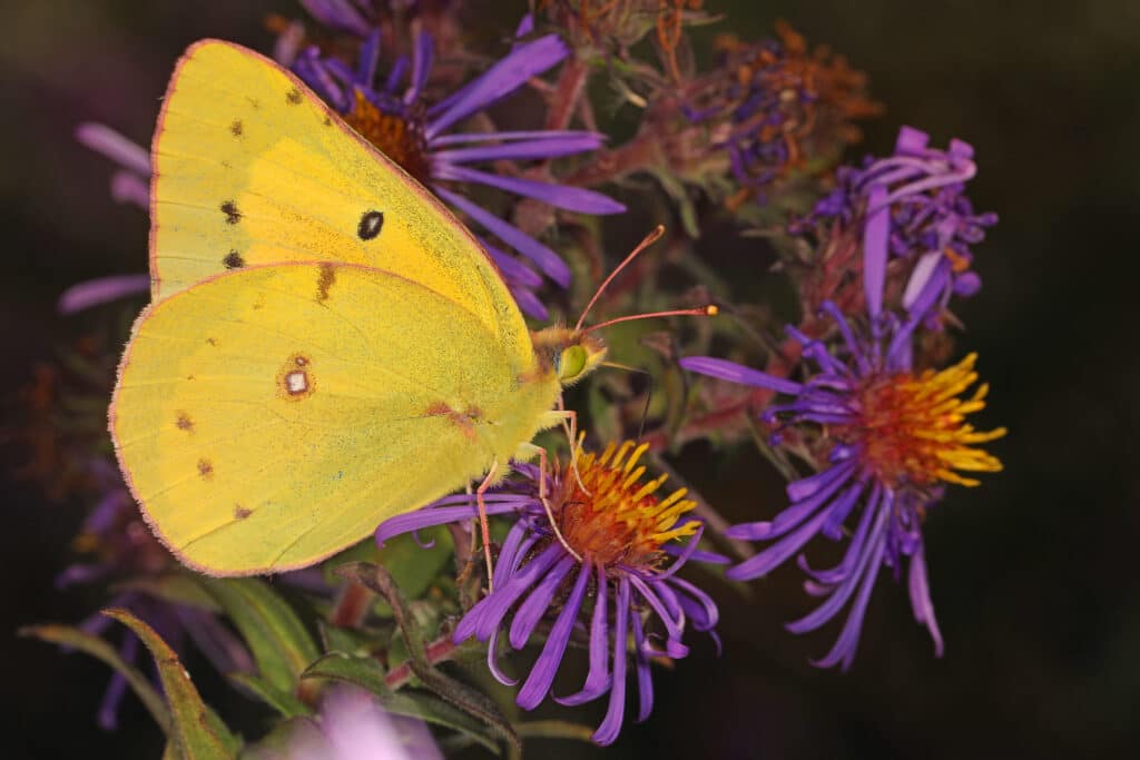 Orange Sulphur Butterfly clinging to a purple flower, as seen from the side, with wings closed.