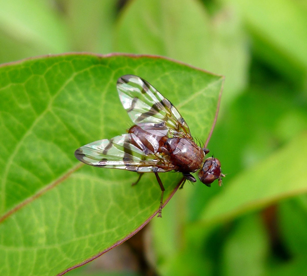 Picture-winged Fly standing on a green leaf.