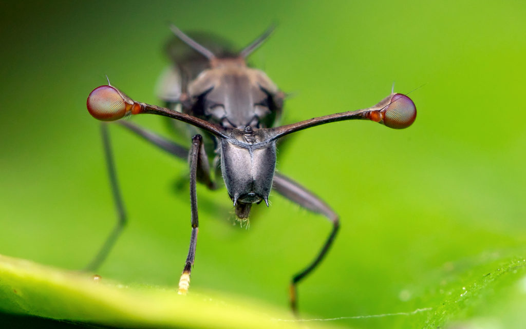 Stalk-eyed fly, standing on a green leaf, facing the camera.