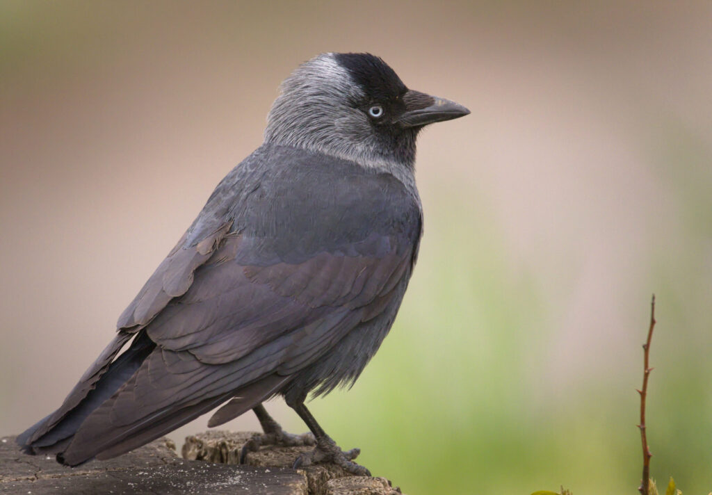 Side view of a Western Jackdaw that's standing on a sawed-off tree trunk.