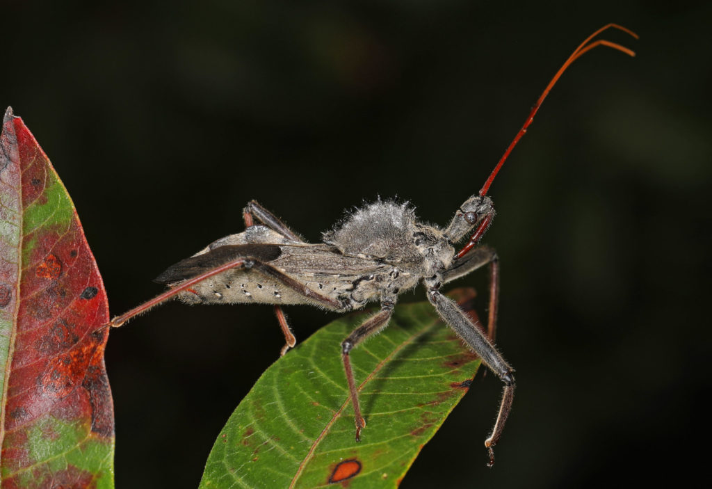 Wheel Bug clinging to a green leaf.