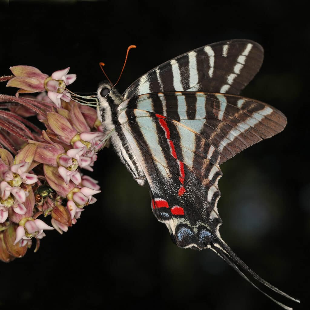 Zebra Swallowtail Butterfly with wings closed clinging to pink flower.