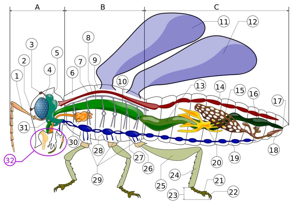 The ins and outs of an insect's anatomy | Welcome Wildlife