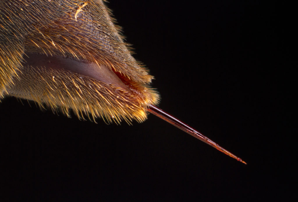 Close up of long, very pointed stinger.