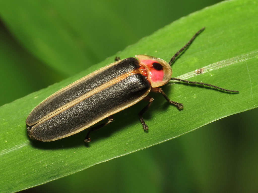 Firefly standing on a green leaf.