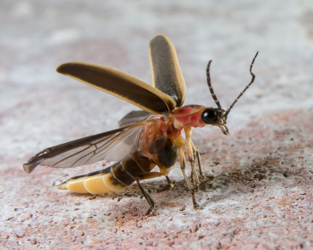 Side view of firefly with elytra raised and hind wings unfolded, preparing for flight.