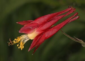 A closeup of an American Columbine blossom.