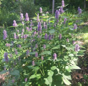 A photo of a stand of Anise Hyssop in bloom with purple blossoms.