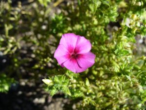 A close up of the pink flower of an Annual Phlox