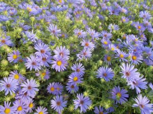 An Aromatic Aster plant covered with purple-colored flowers.