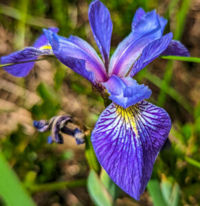 Close up of a purple and blue Blue Flag Iris flower.