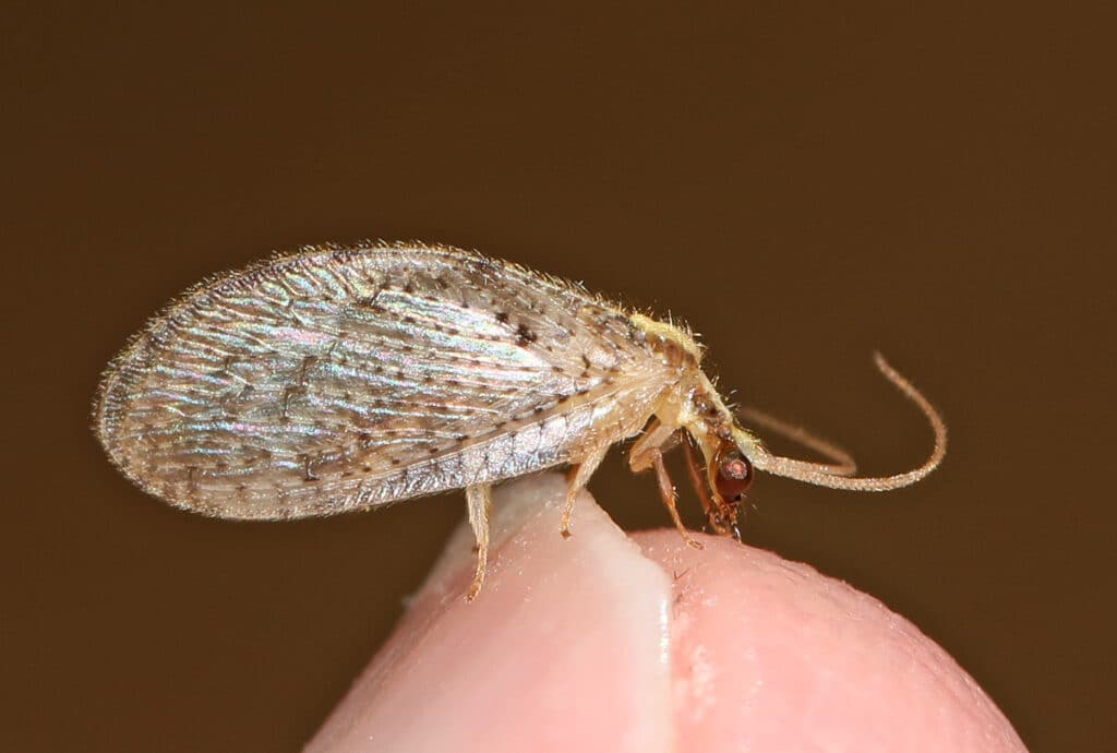 A brown lacewing is standing on the tip of a human's finger, as seen from the side.