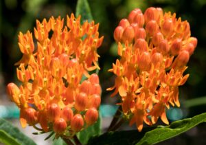 Close up of a cluster of Butterfly Weed flowers.