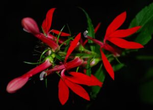 Close up of a bright red flower of a Cardinal Flower plant.