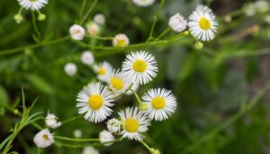 A photo of Daisy Fleabane flowers, which are white with a yellow center.