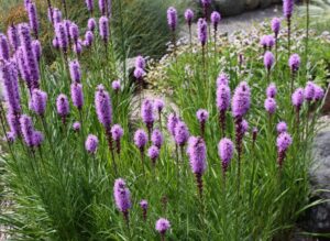 A stand of Dense Blazing Star. It has purplish blossoms.