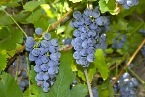 A close up of two bunches of blue grapes hanging on a vine.