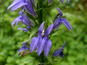 A Great Blue Lobelia plant with several purplish-blue blooms.