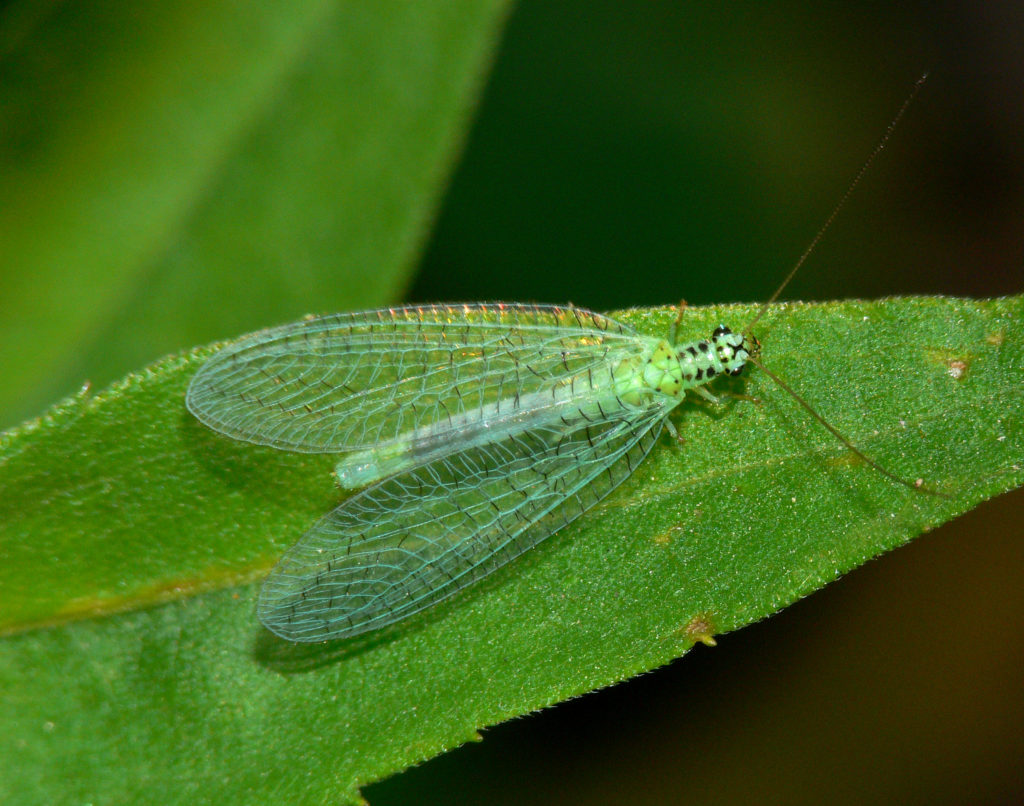 Green Lacewing with wings spread open