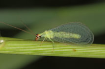 Green lacewing standing on a plant stalk