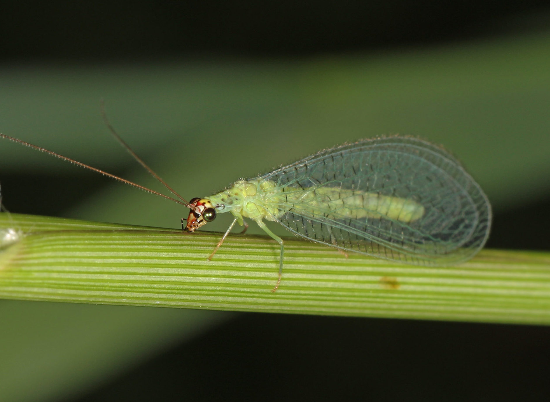 In your yard: Green Lacewings - Welcome Wildlife