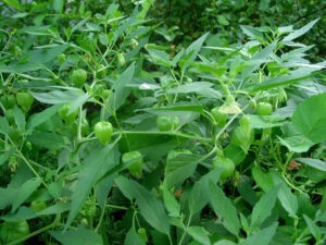 A Groundcherry plant has numerous green pods on it.