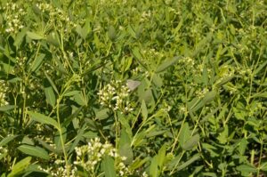 Photo of a large planting of Hemp Dogbane in bloom with tiny white flowers.