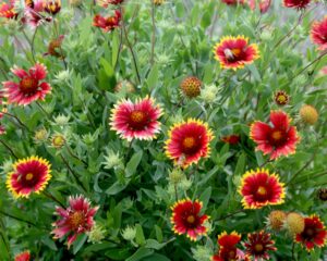 A photo of a stand of Indian Blanket plants in bloom. The blossoms are red with a yellow fringe around them.