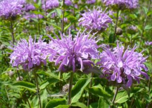 A close up of several lavender-colored beebalm blossoms.