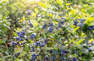 A photo of a Northern Highbush Blueberry plant laden with blueberries.