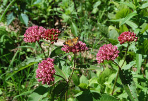 A photo of Purple Milkweeds blooming with purple-red flowers. A Silvery Checkerspot Butterfly is nectaring on one of them.