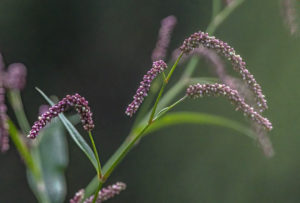 Photo of a smartweed in bloom with purple-ish flowers.