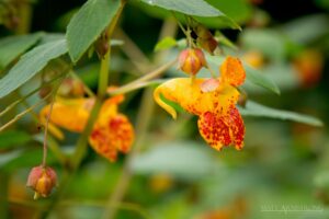 A close up of a Spotted Jewelweed blossom, which is a mix of light and dark oranges.