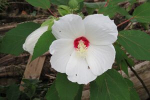 A close up of a Swamp Rose Mallow flower, which is white with a small red center.