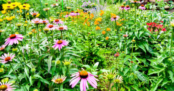 Colorful wildlife garden with many different kinds of flowering plants