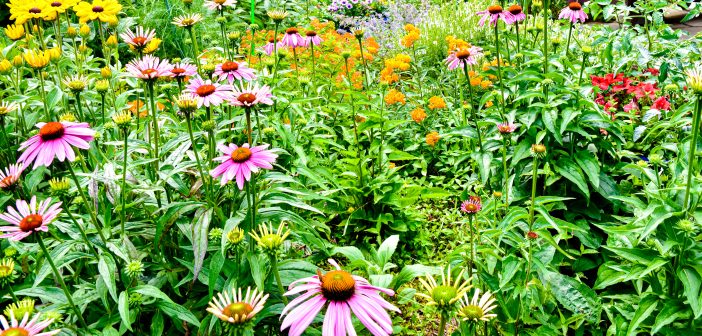 Colorful wildlife garden with many different kinds of flowering plants