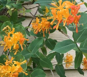 A Yellow Honeysuckle vine with orangish-yellow flowers in bloom.