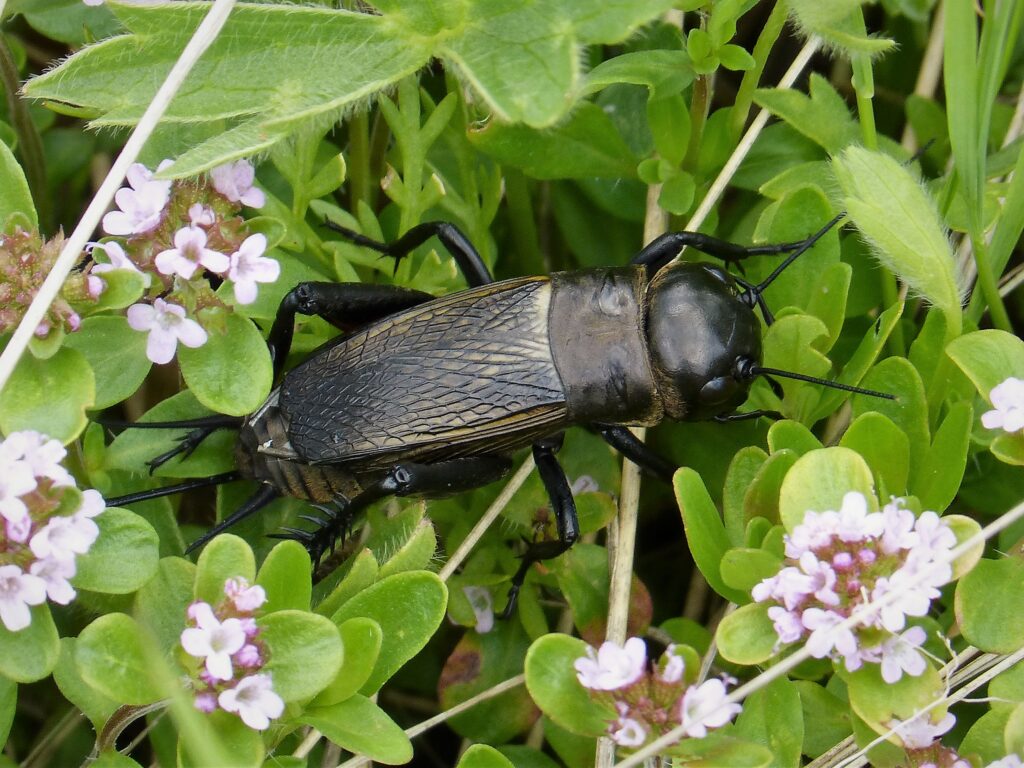 An all-black Field Cricket standing in a green plant that has small lavender flowers.