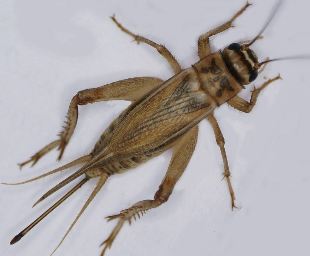 Brownish-colored House Cricket standing on a white surface.