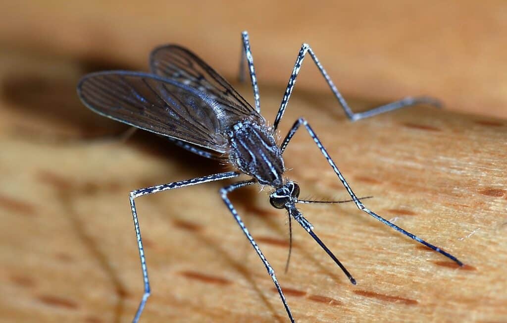 Close up of a mosquito as seen from the front.